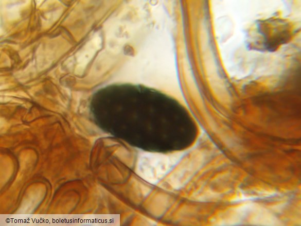 Neurospora calospora