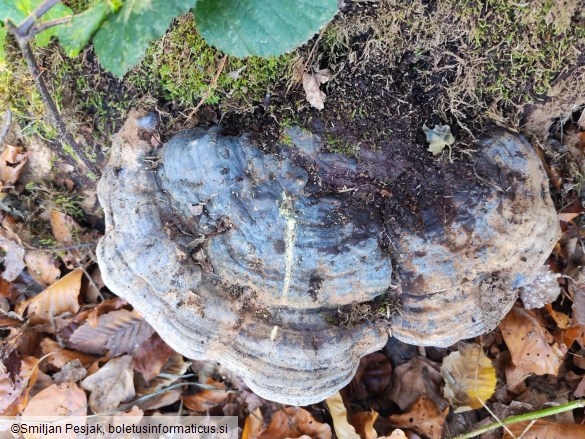Ganoderma pfeifferi