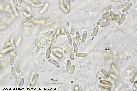 Eutypa spinosa