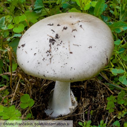 Volvopluteus gloiocephalus