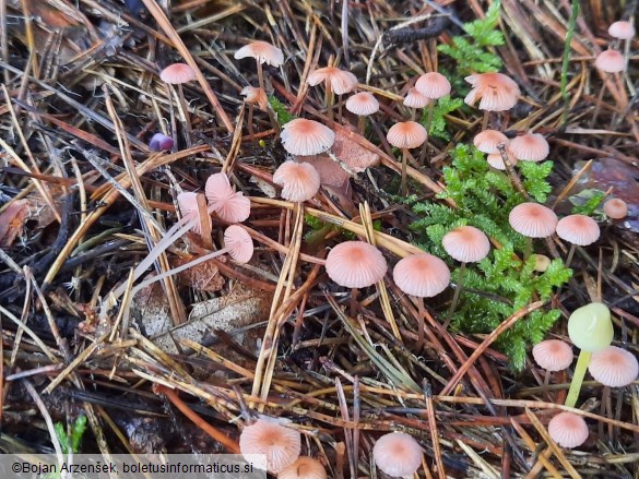Mycena rosella