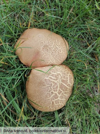 Xerocomellus chrysenteron