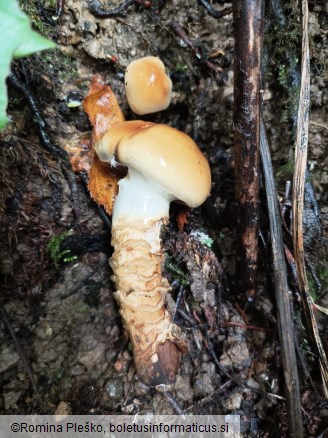 Cortinarius trivialis