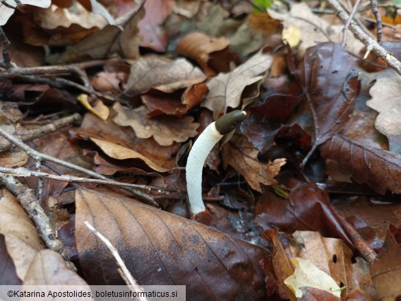 Mutinus caninus