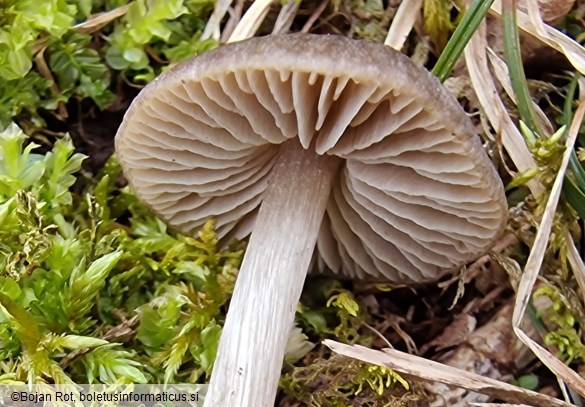 Entoloma plebeioides