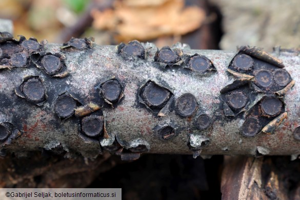 Biscogniauxia marginata