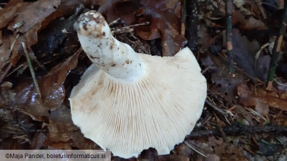 Lactarius piperatus