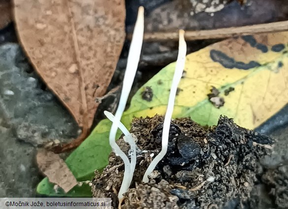 Clavaria falcata
