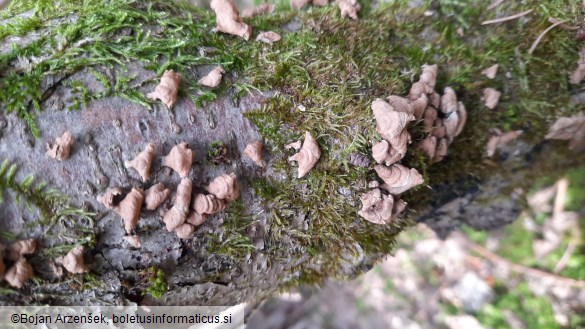Panellus stipticus