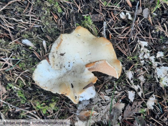 Hydnum albidum