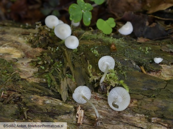 Mycena laevigata