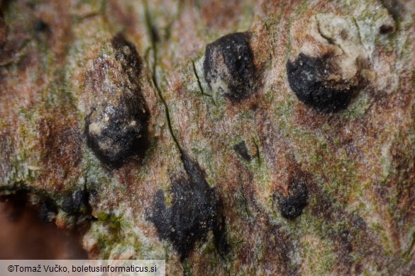Acrocordia gemmata