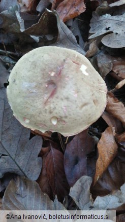 Xerocomellus chrysenteron