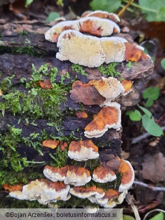 Mensularia radiata
