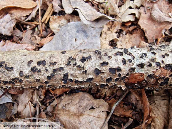 Diatrypella favacea