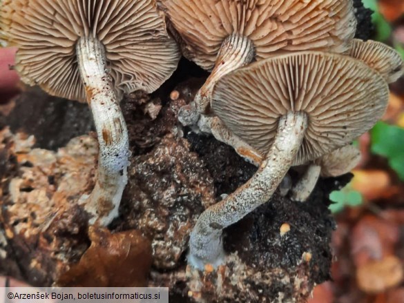 Agrocybe firma