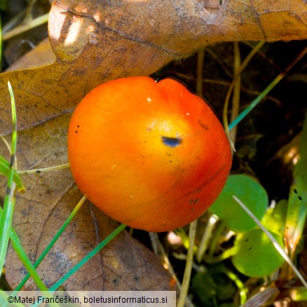 Hygrocybe conica