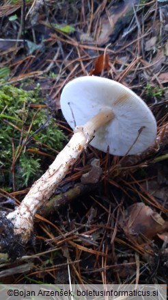 Echinoderma asperum