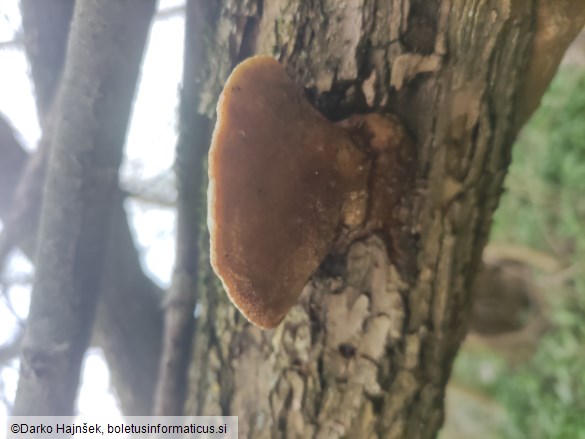 Trametes suaveolens