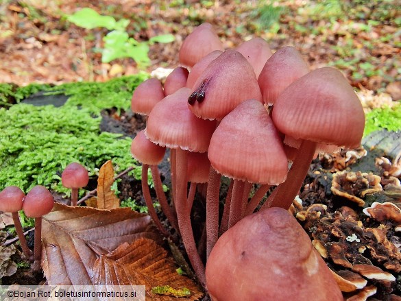 Mycena haematopus