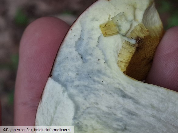 Xerocomus subtomentosus