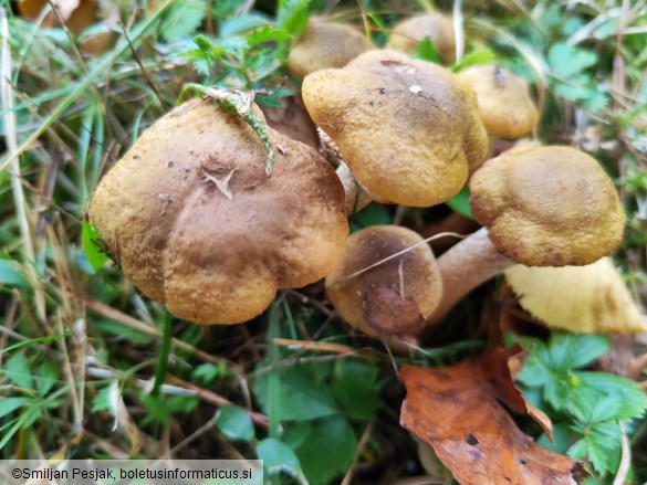 Armillaria gallica