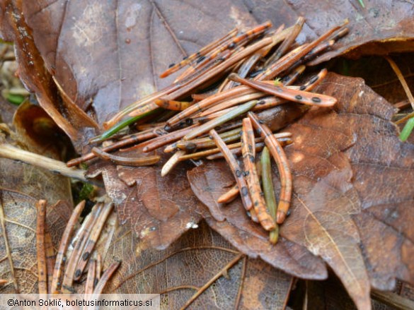 Lophodermium abietis