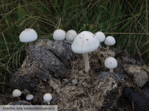 Panaeolus antillarum