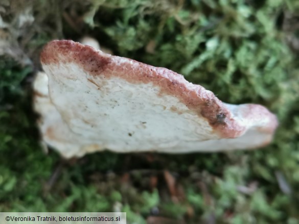 Osteina obducta