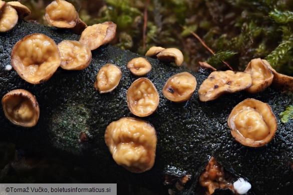 Encoelia glaberrima