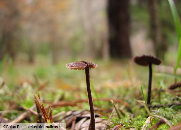 Auriscalpium vulgare