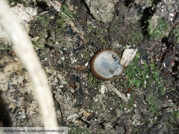 Humaria hemisphaerica