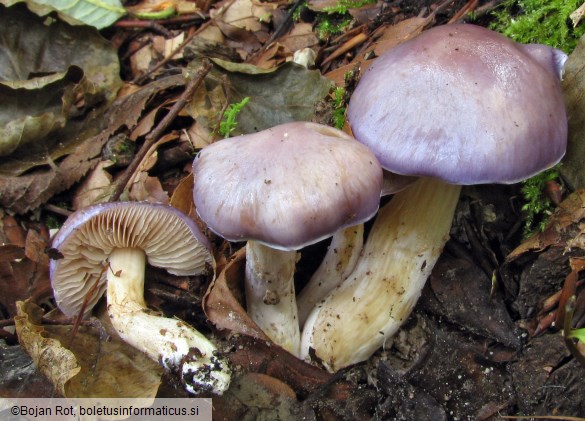 Thaxterogaster croceocoeruleus