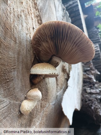 Hemipholiota populnea
