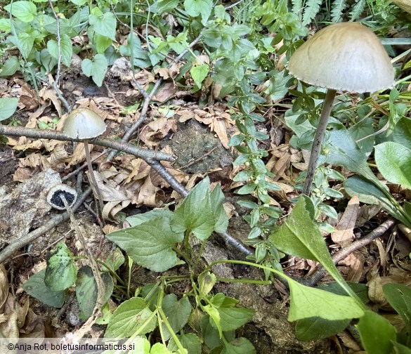 Panaeolus papilionaceus