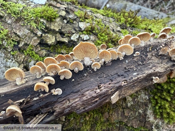 Panellus stipticus