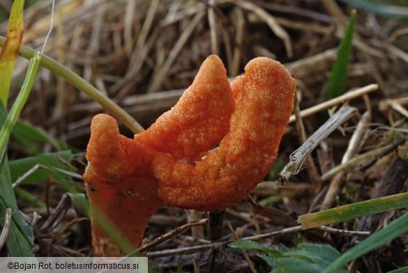 Cordyceps militaris