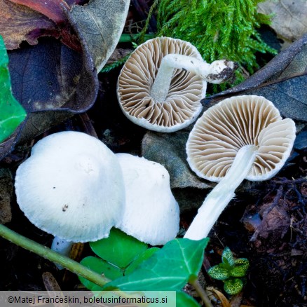 Inocybe geophylla
