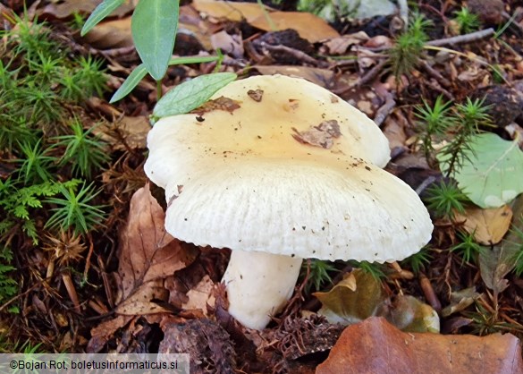 Russula fellea