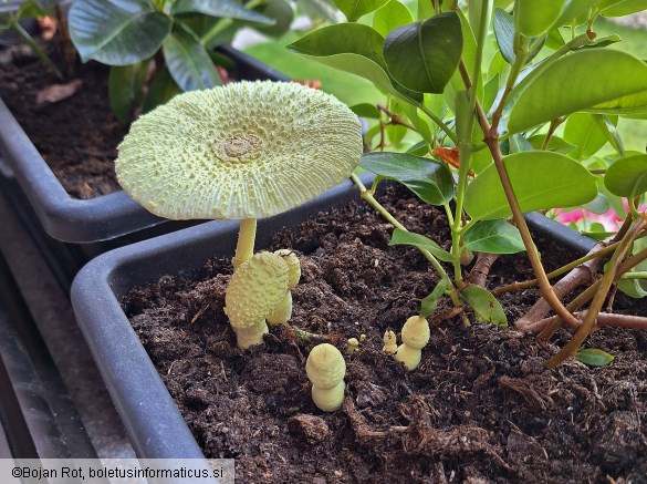 Leucocoprinus birnbaumii