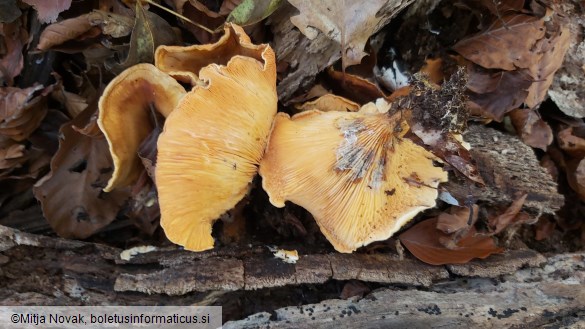 Tapinella panuoides
