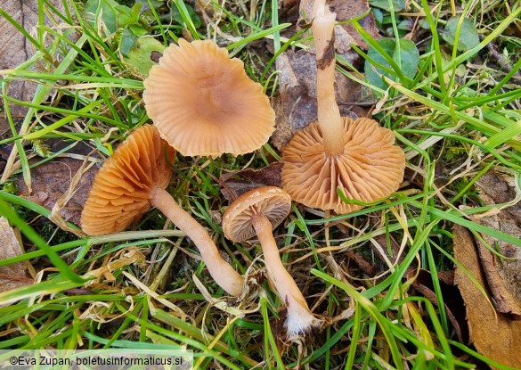 Tubaria furfuracea