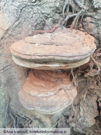 Ganoderma adspersum
