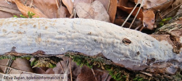 Vuilleminia comedens