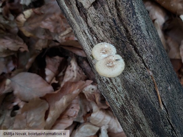 Lentinus arcularius
