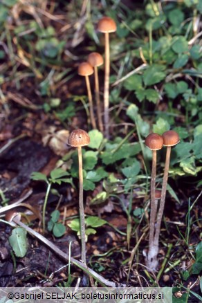 Psathyrella microrhiza