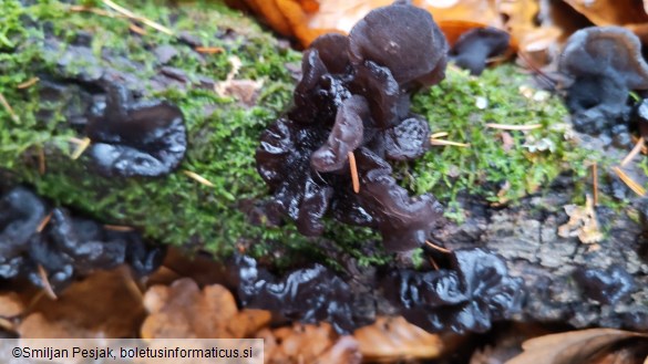 Exidia glandulosa