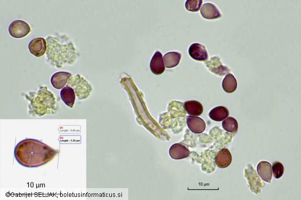 Vanderbylia fraxinea