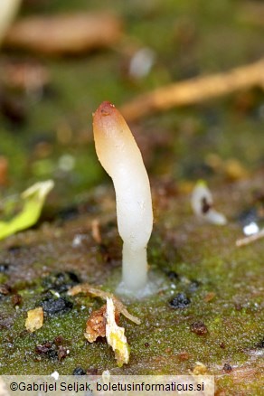 Multiclavula mucida