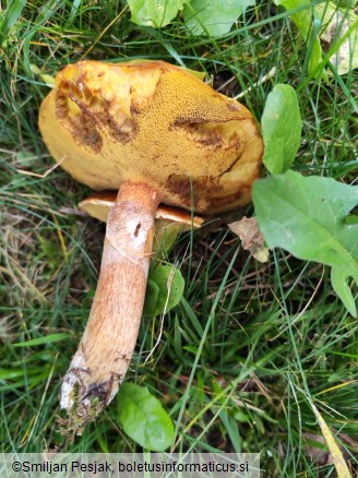Suillus grevillei